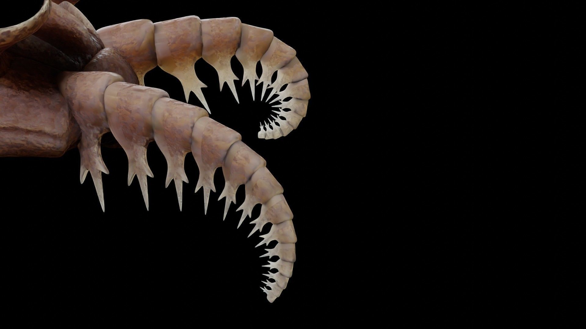 Anomalocaris Canadensis Low-poly 3D model_18