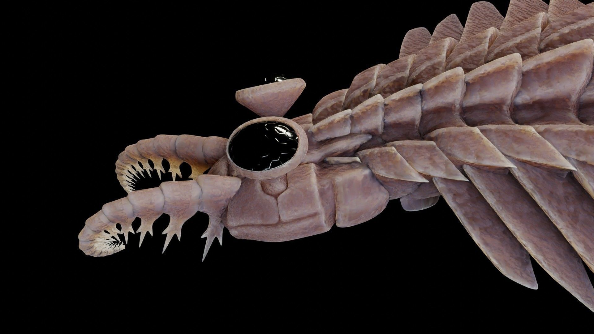 Anomalocaris Canadensis Low-poly 3D model_16