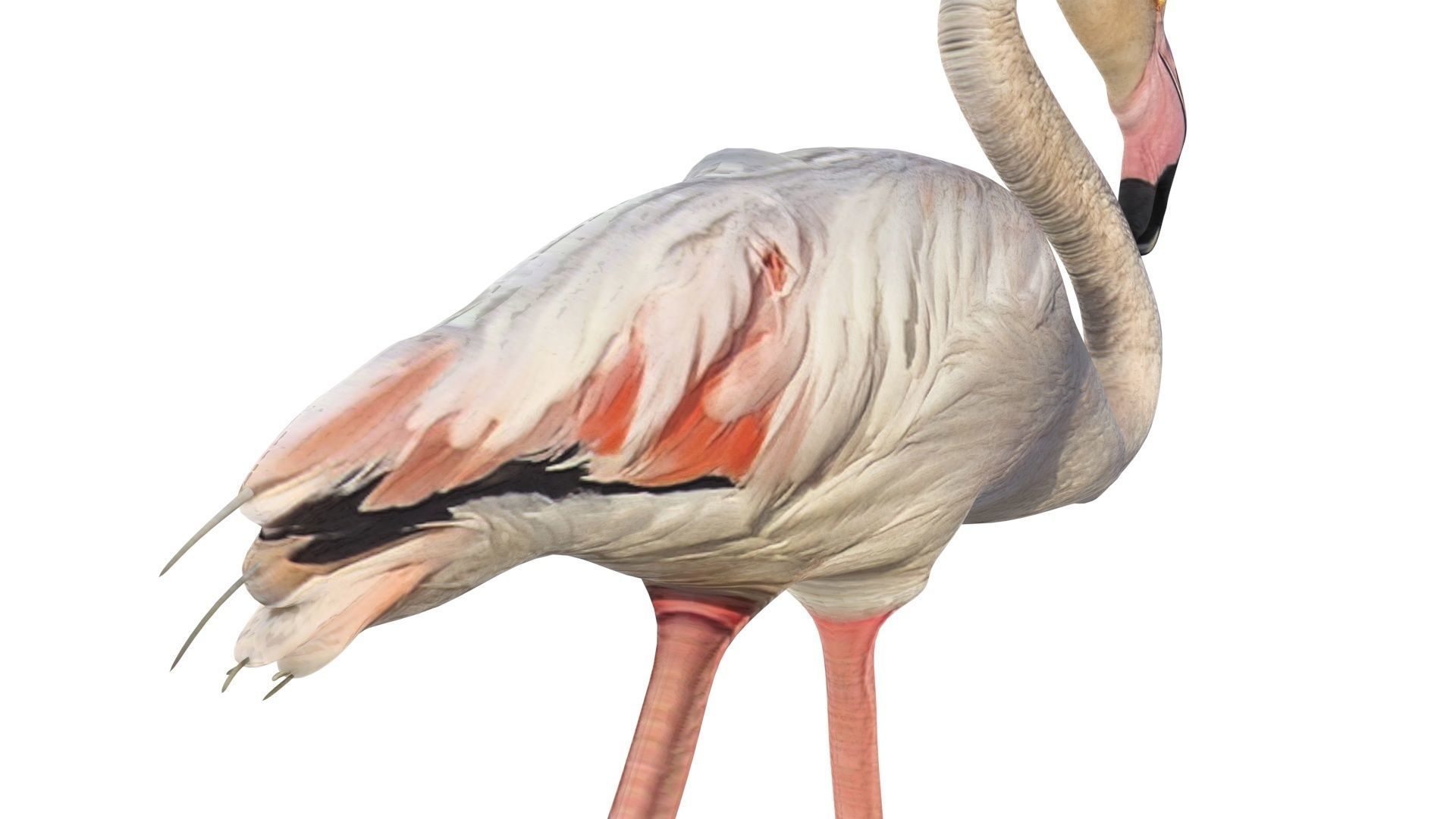Flamingo 3D model_5