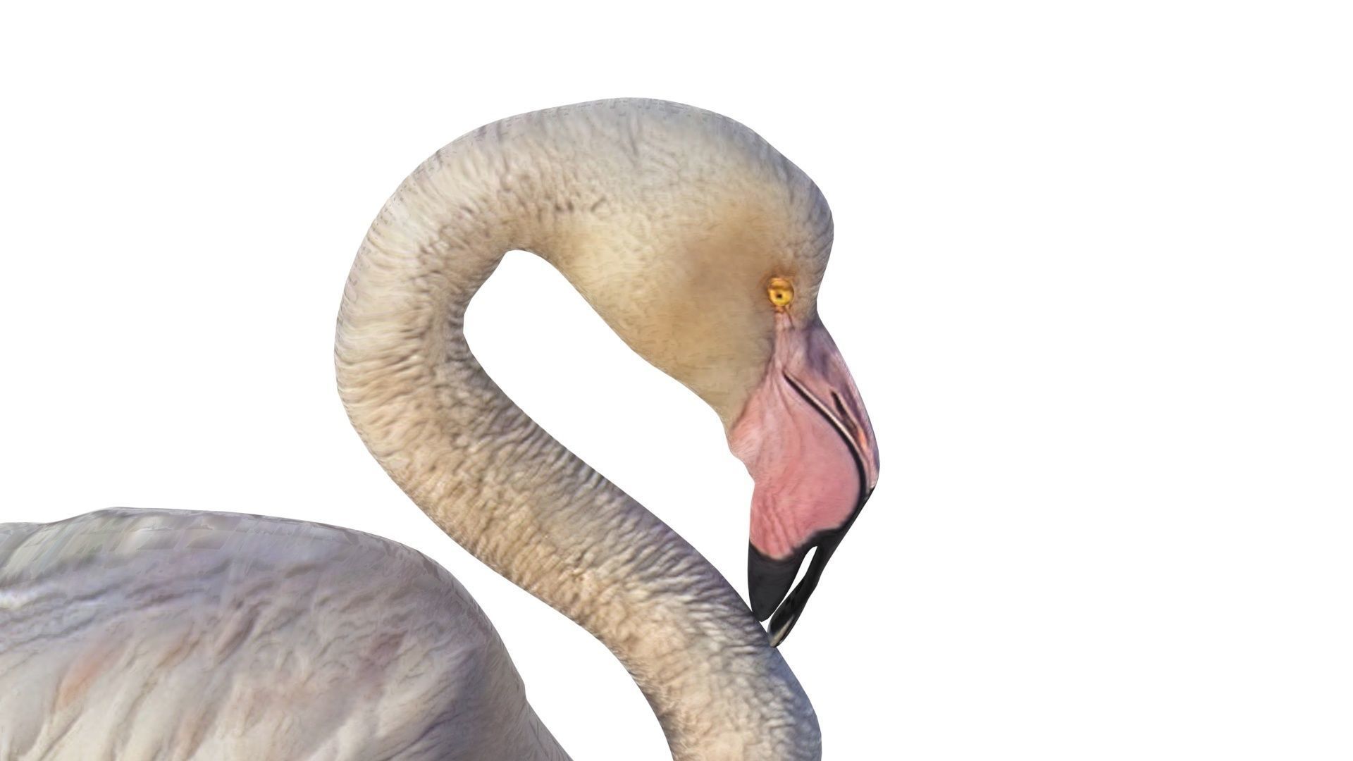 Flamingo 3D model_4