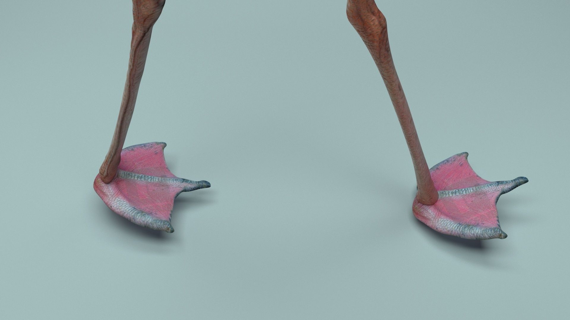 Flamingo 3D model_22