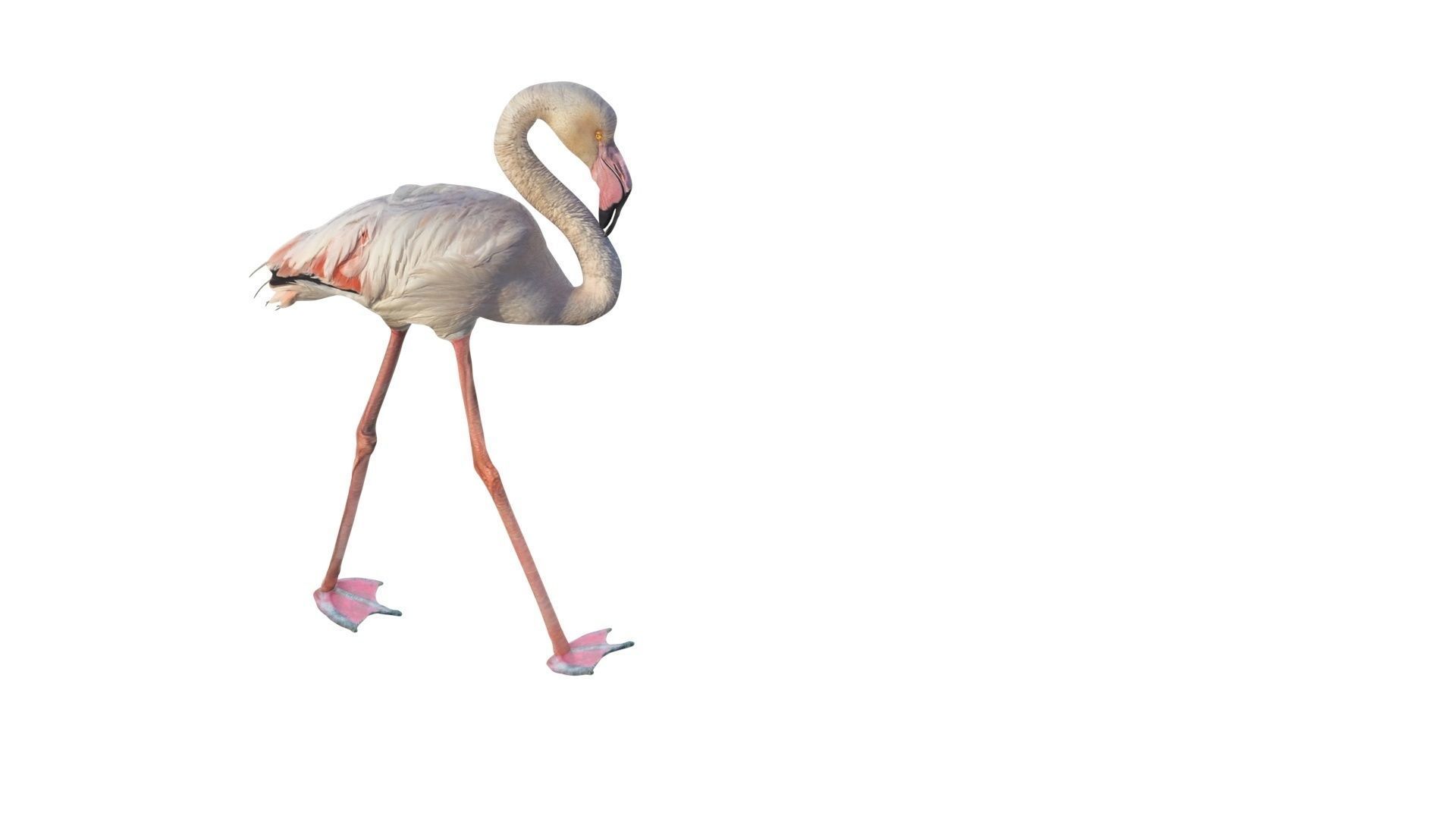 Flamingo 3D model_7