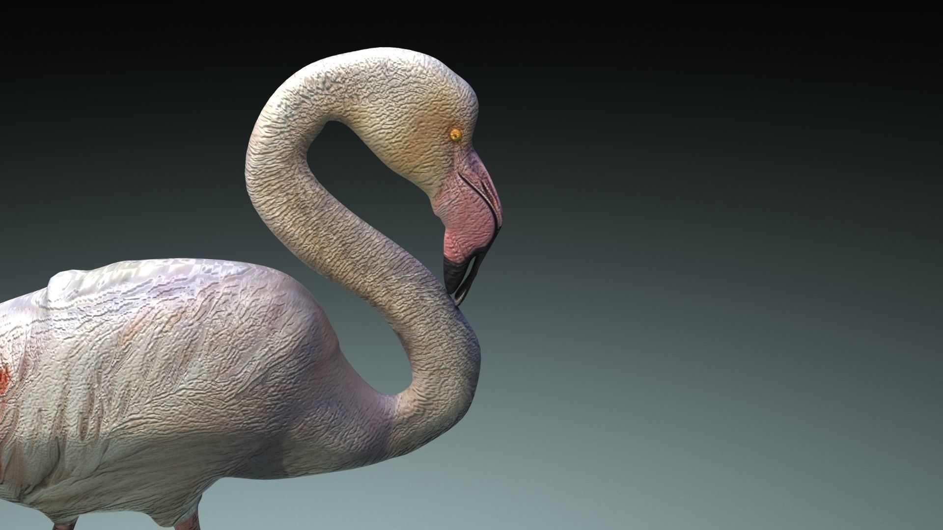 Flamingo 3D model_23