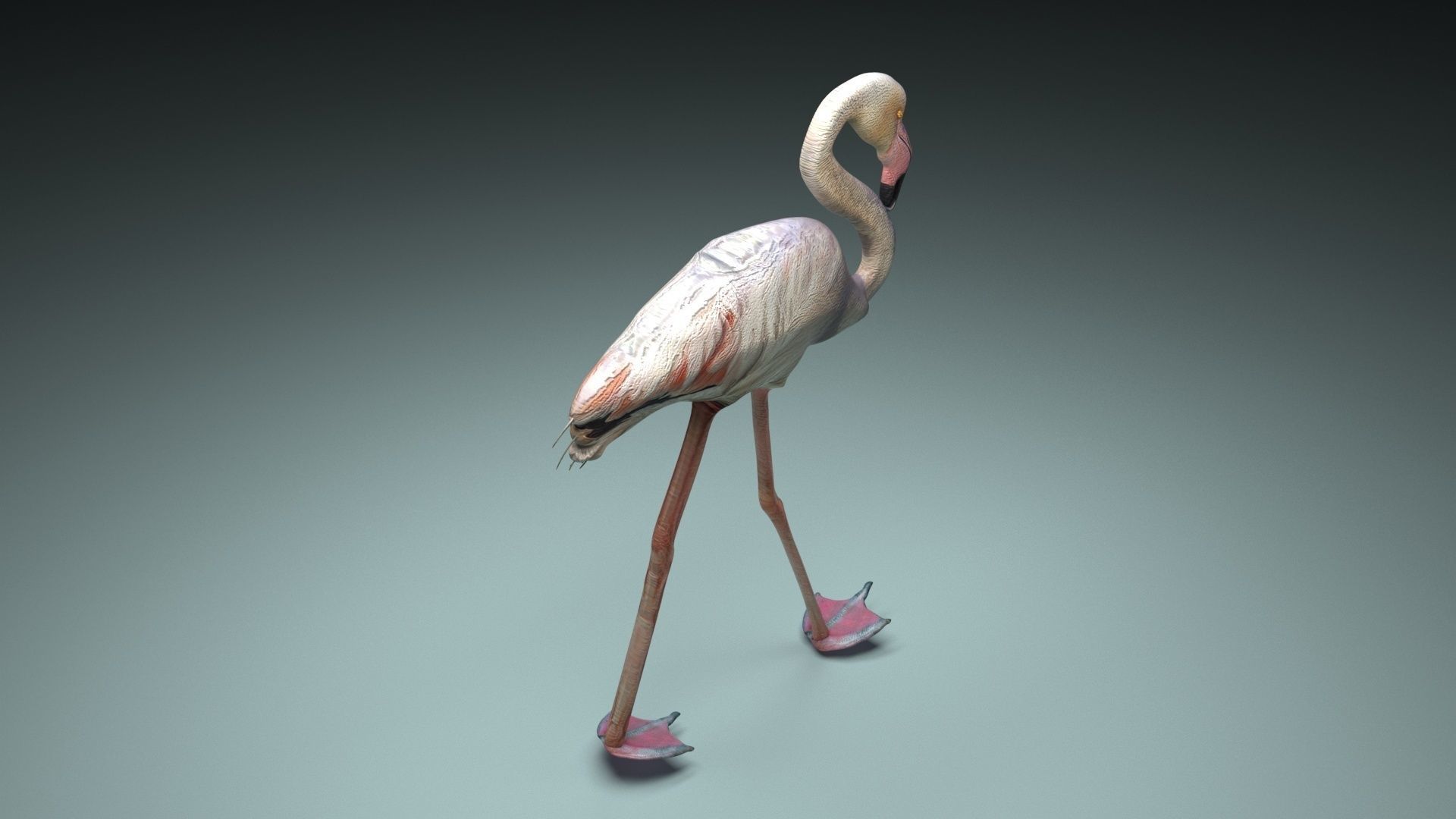 Flamingo 3D model_21