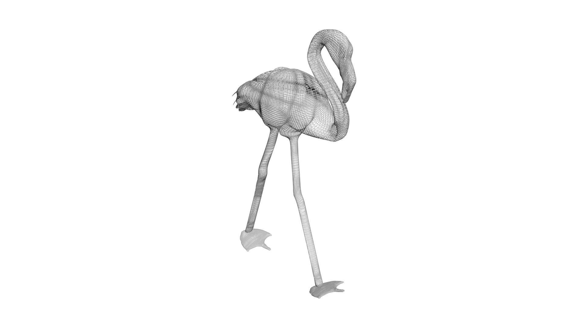 Flamingo 3D model_12