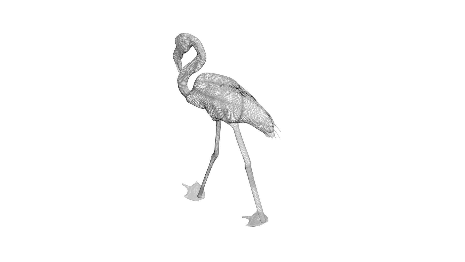 Flamingo 3D model_14