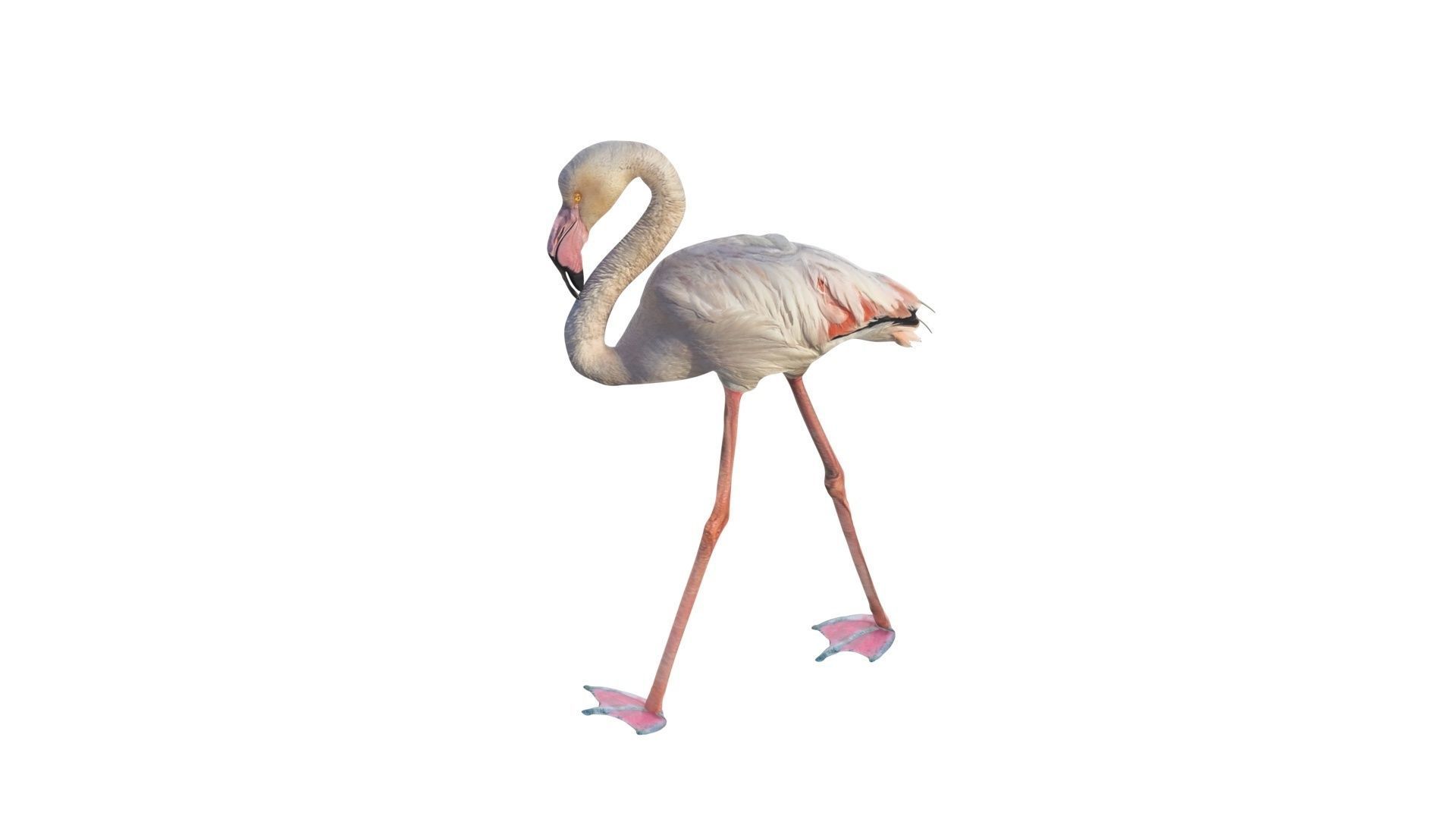 Flamingo 3D model_2