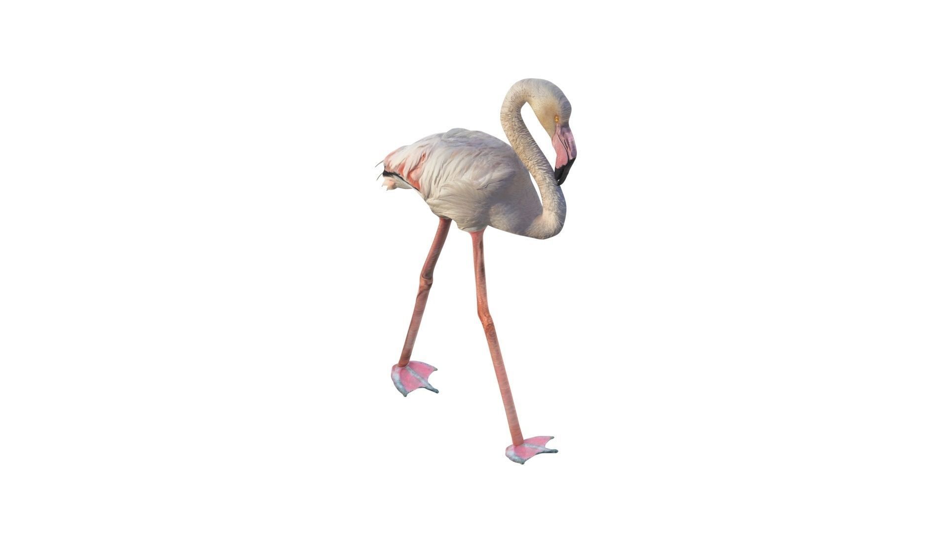 Flamingo 3D model_1