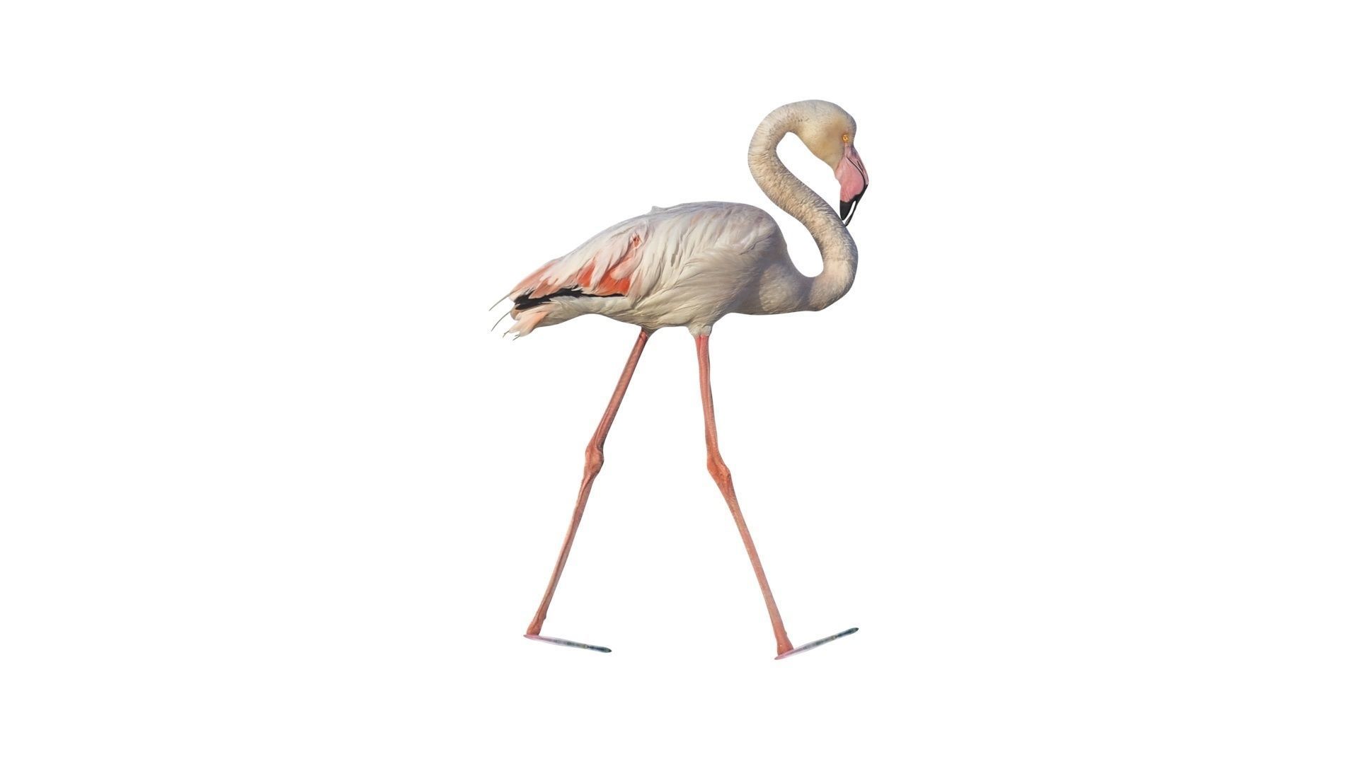 Flamingo 3D model_10