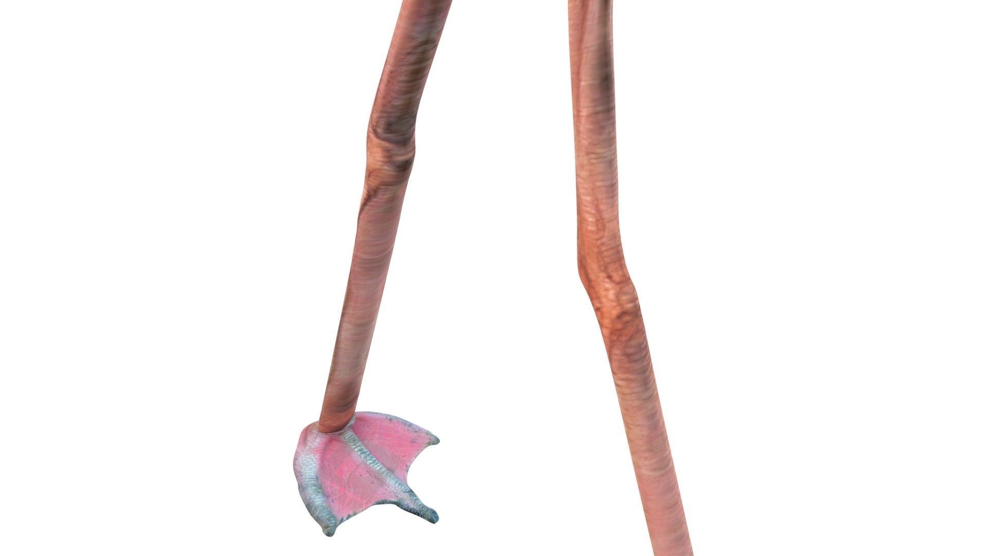 Flamingo 3D model_9
