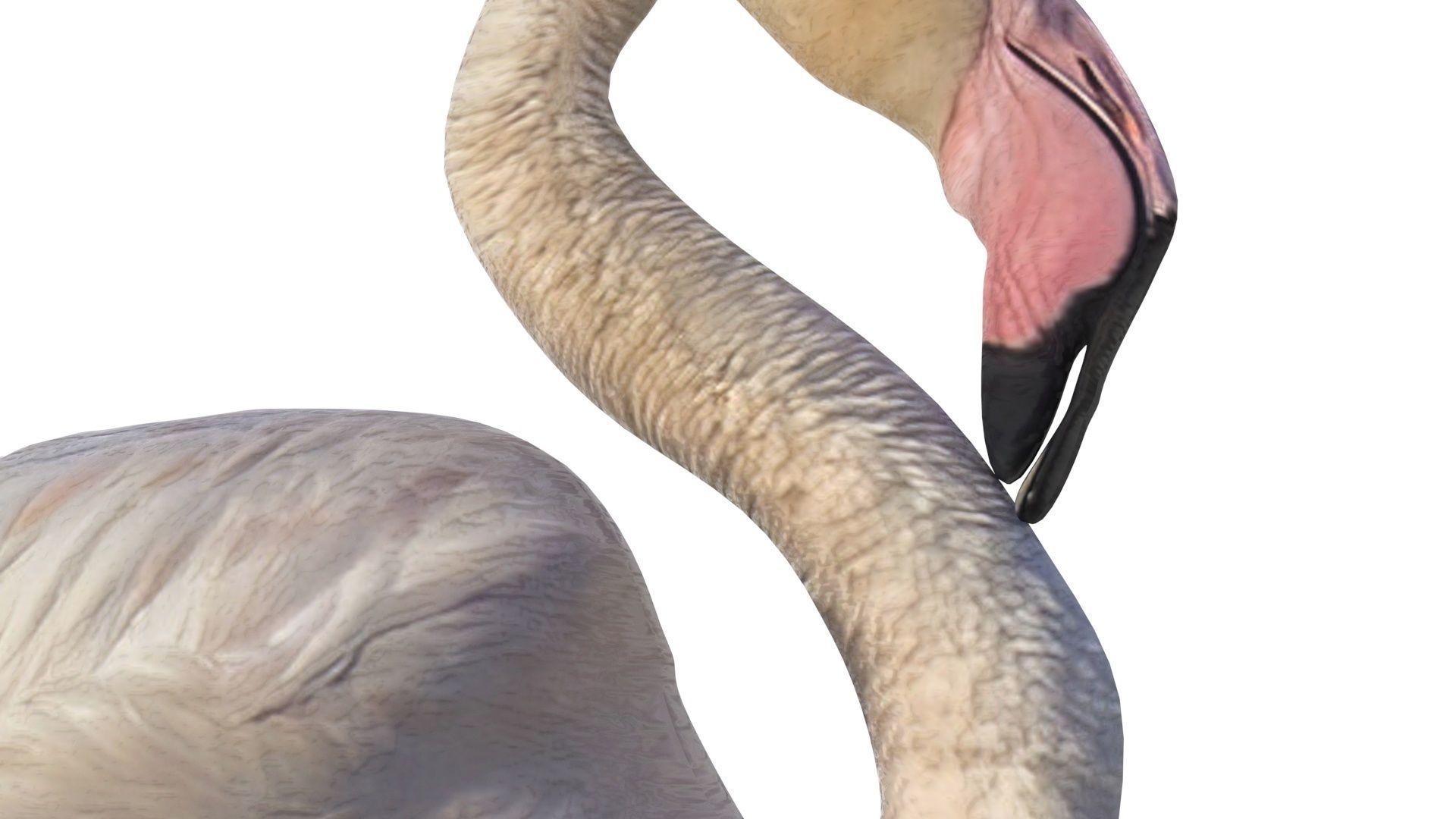Flamingo 3D model_6