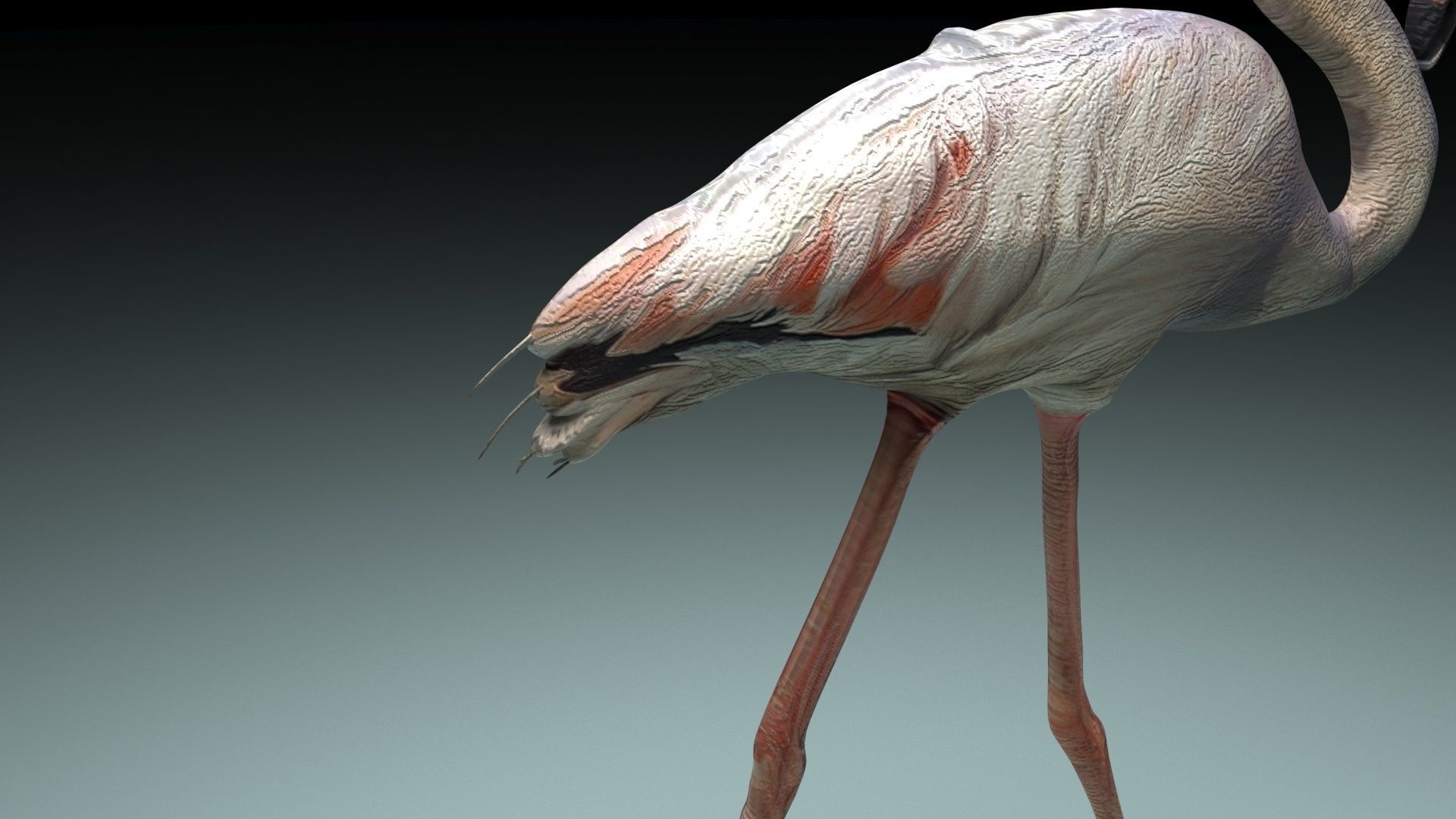 Flamingo 3D model_24
