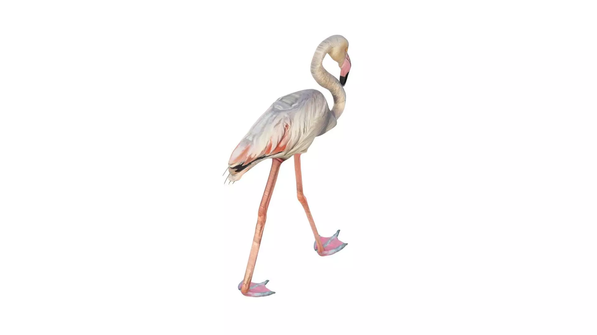 Flamingo 3D model_0