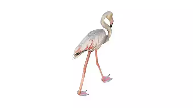 Flamingo