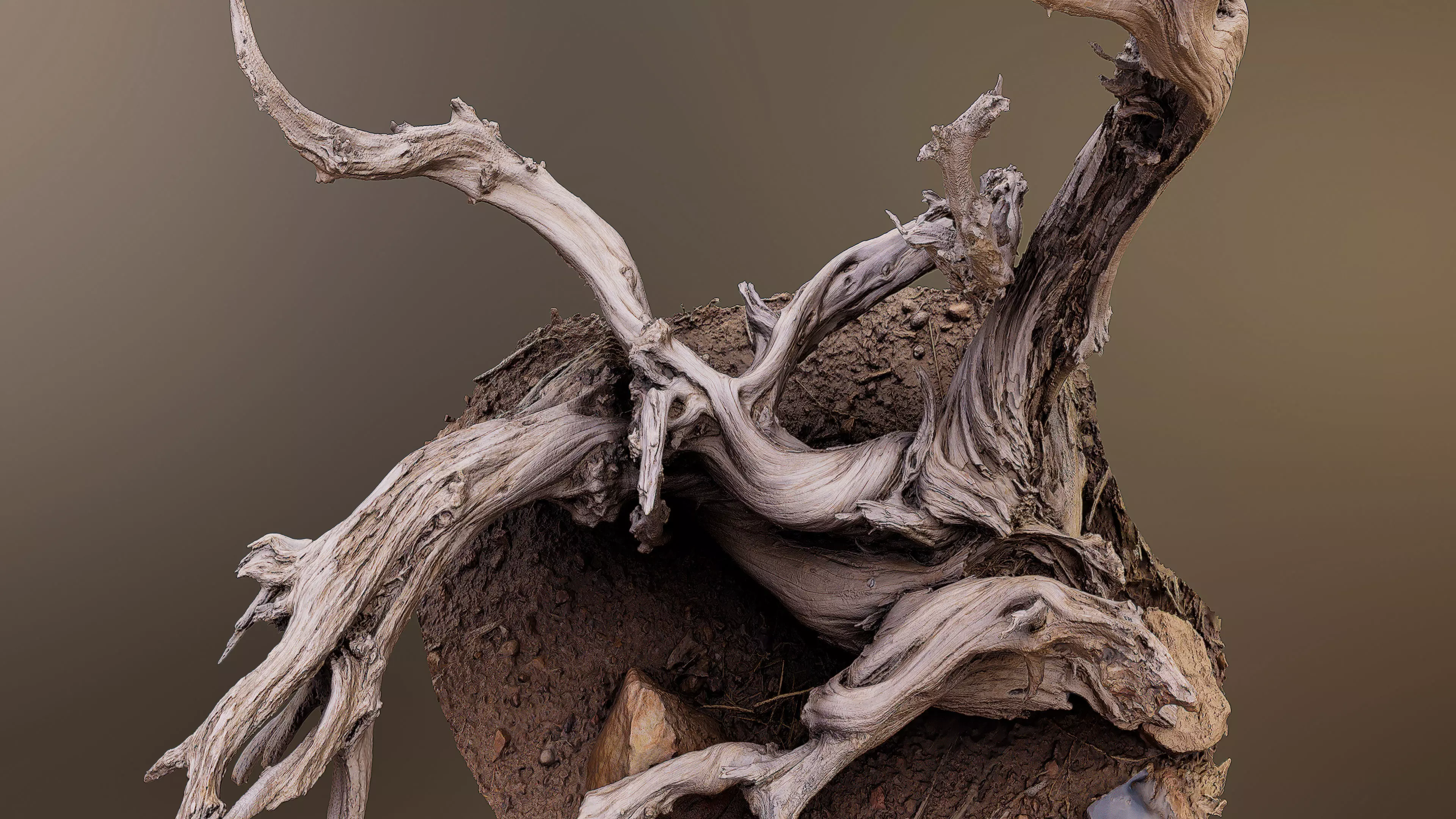 Dry Root 3D model_0