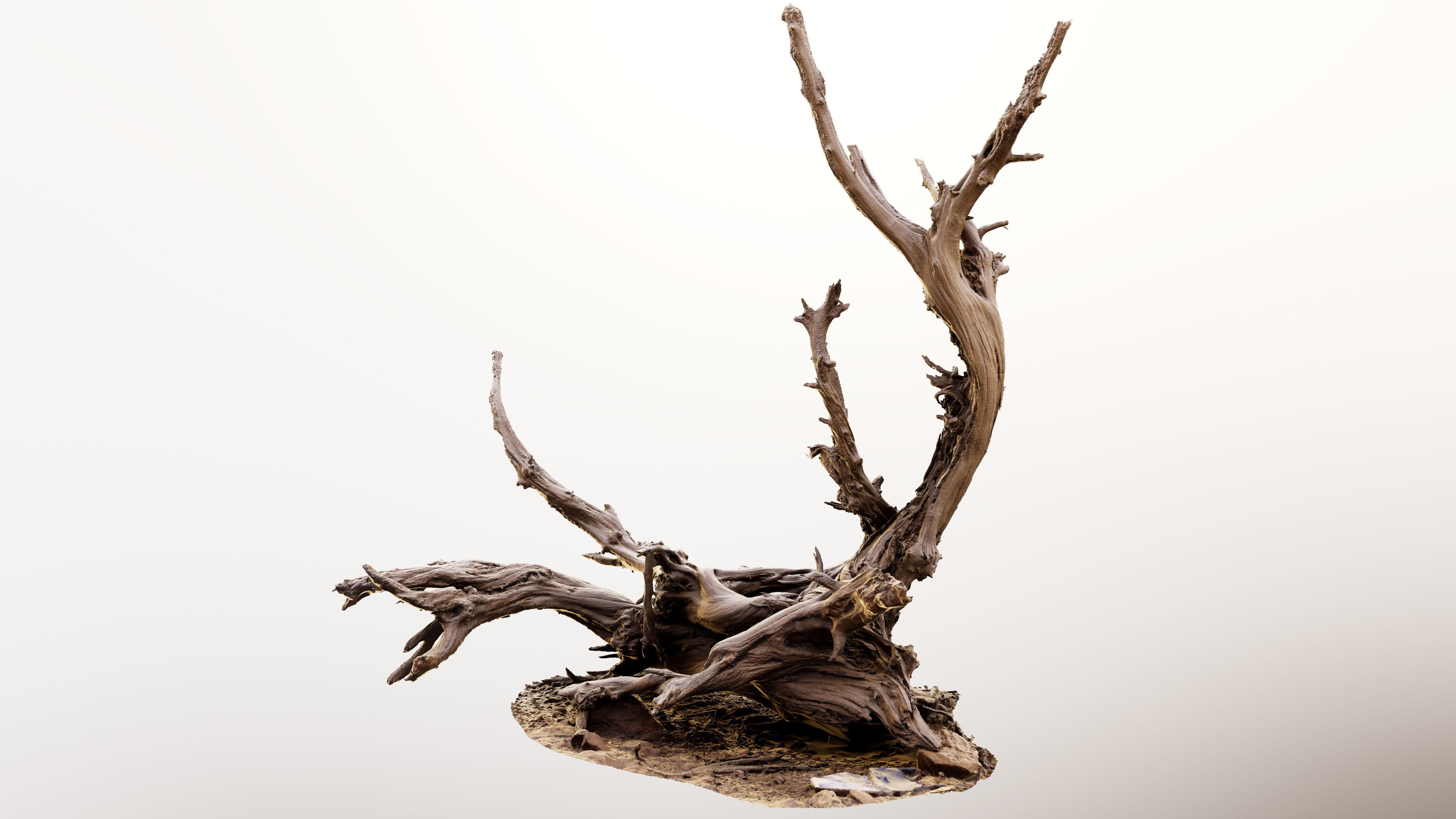 Dry Root 3D model_5
