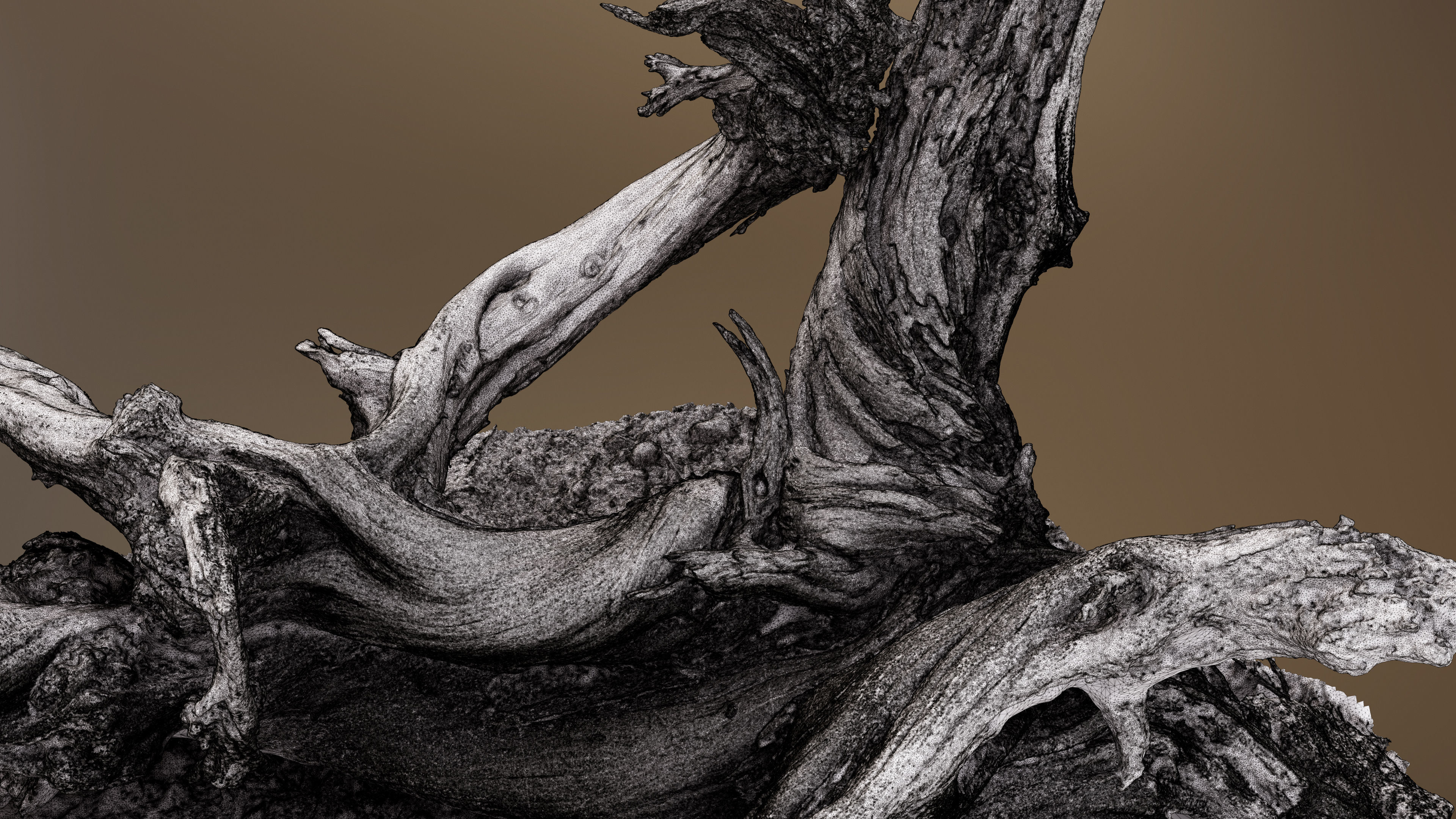 Dry Root 3D model_10