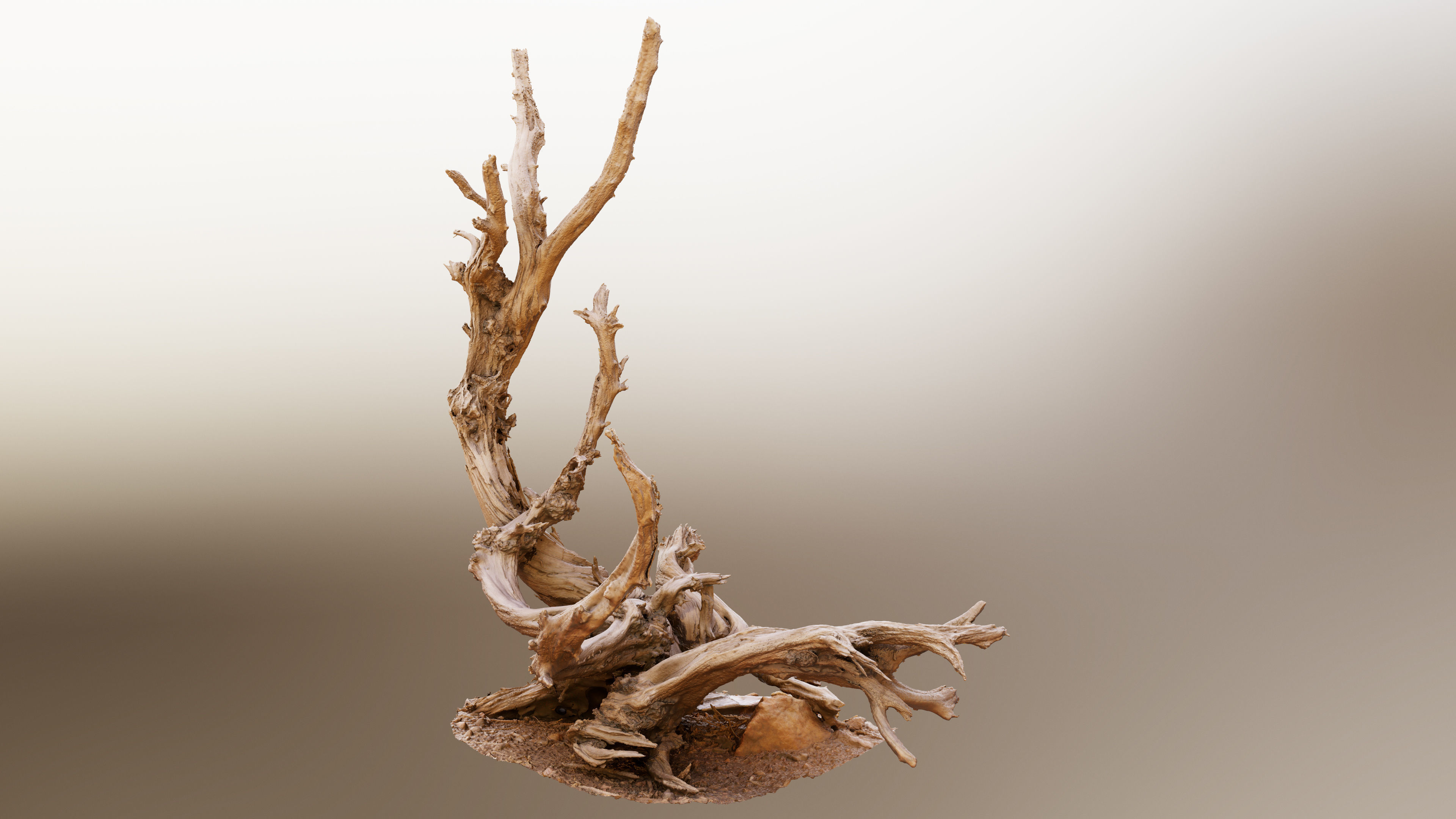 Dry Root 3D model_2