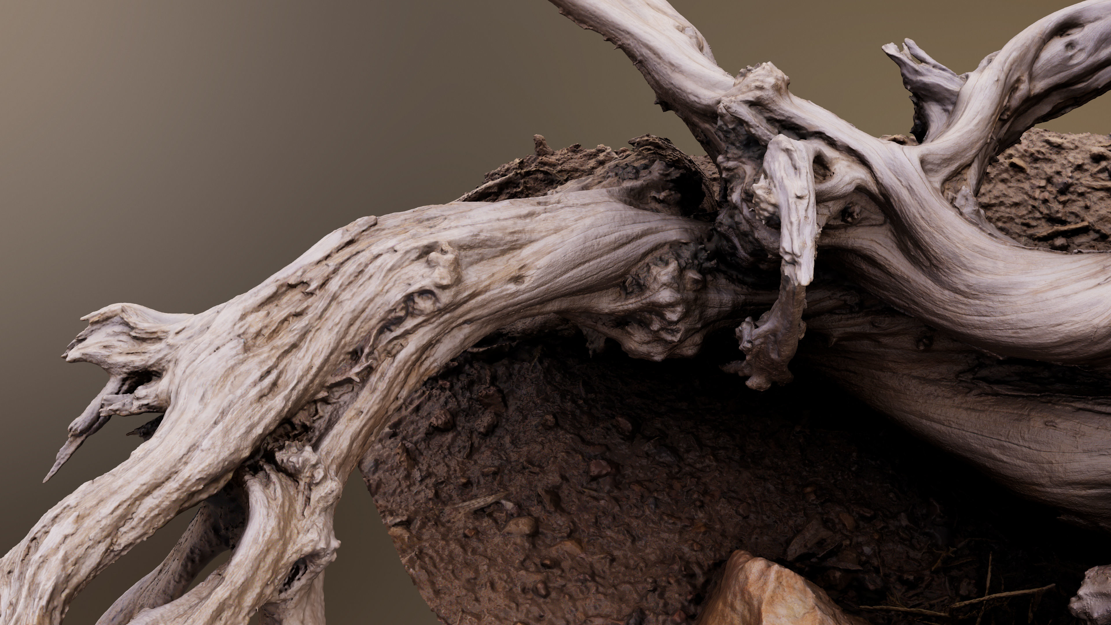 Dry Root 3D model_14