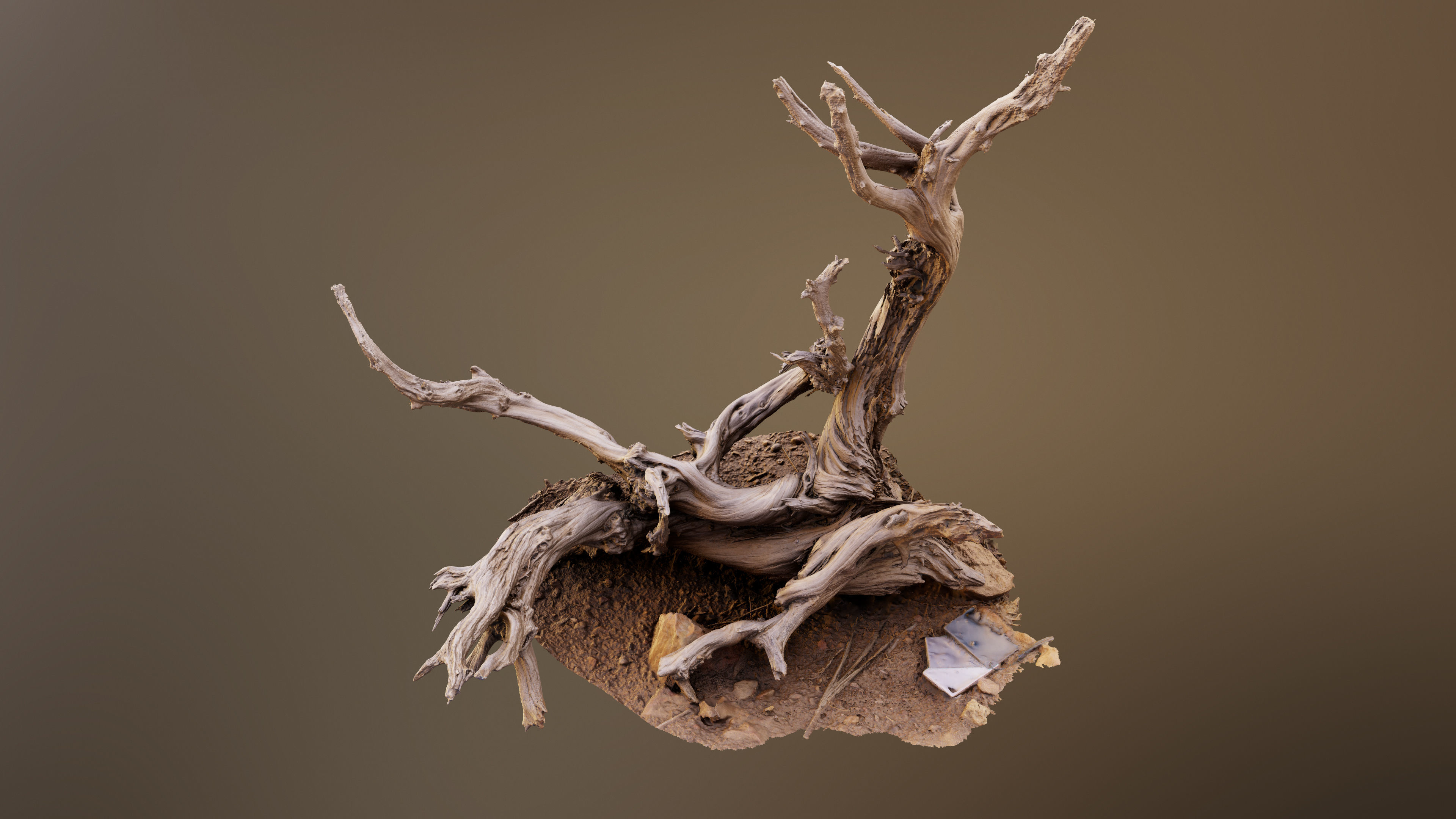 Dry Root 3D model_4