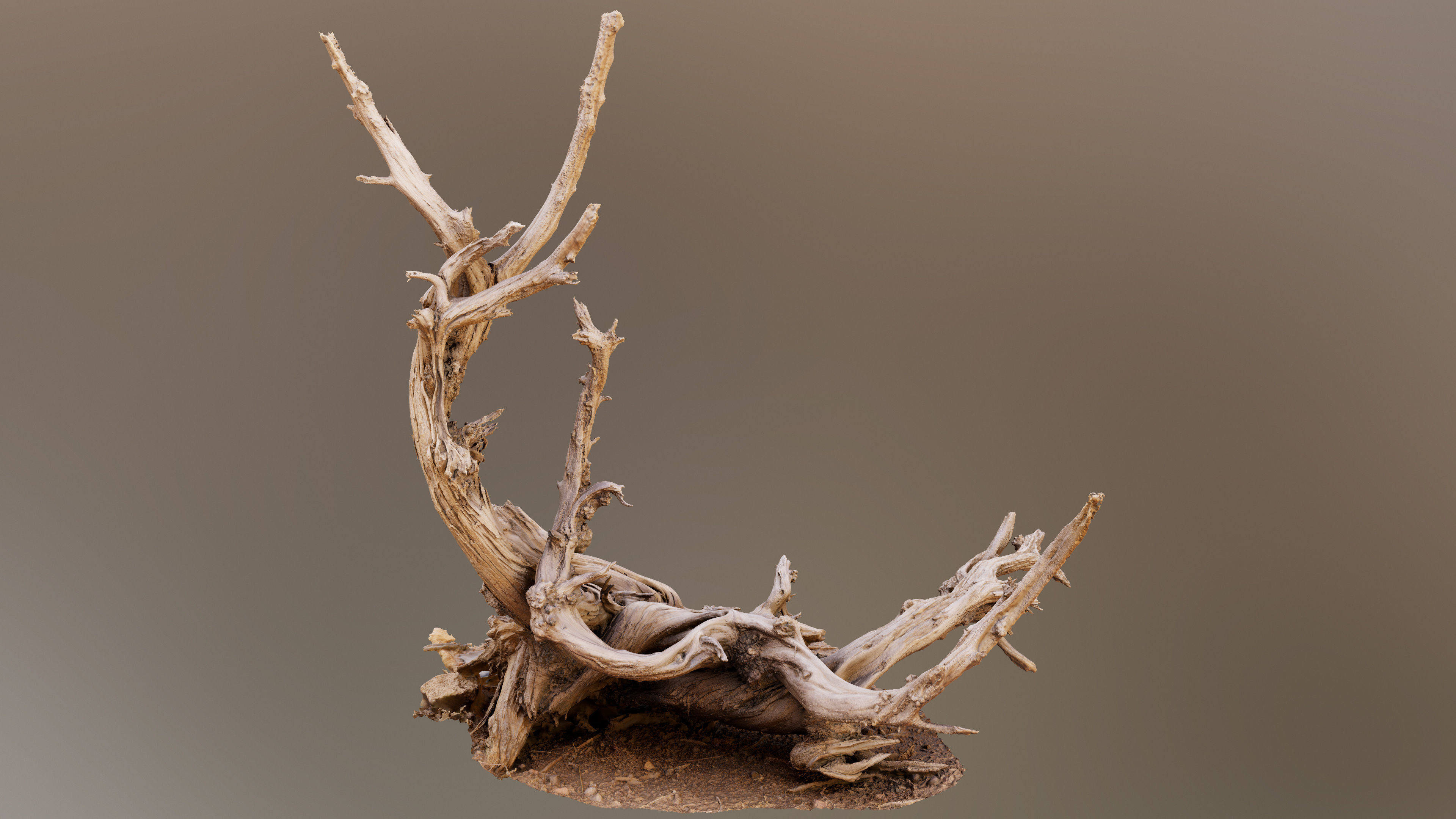 Dry Root 3D model_1