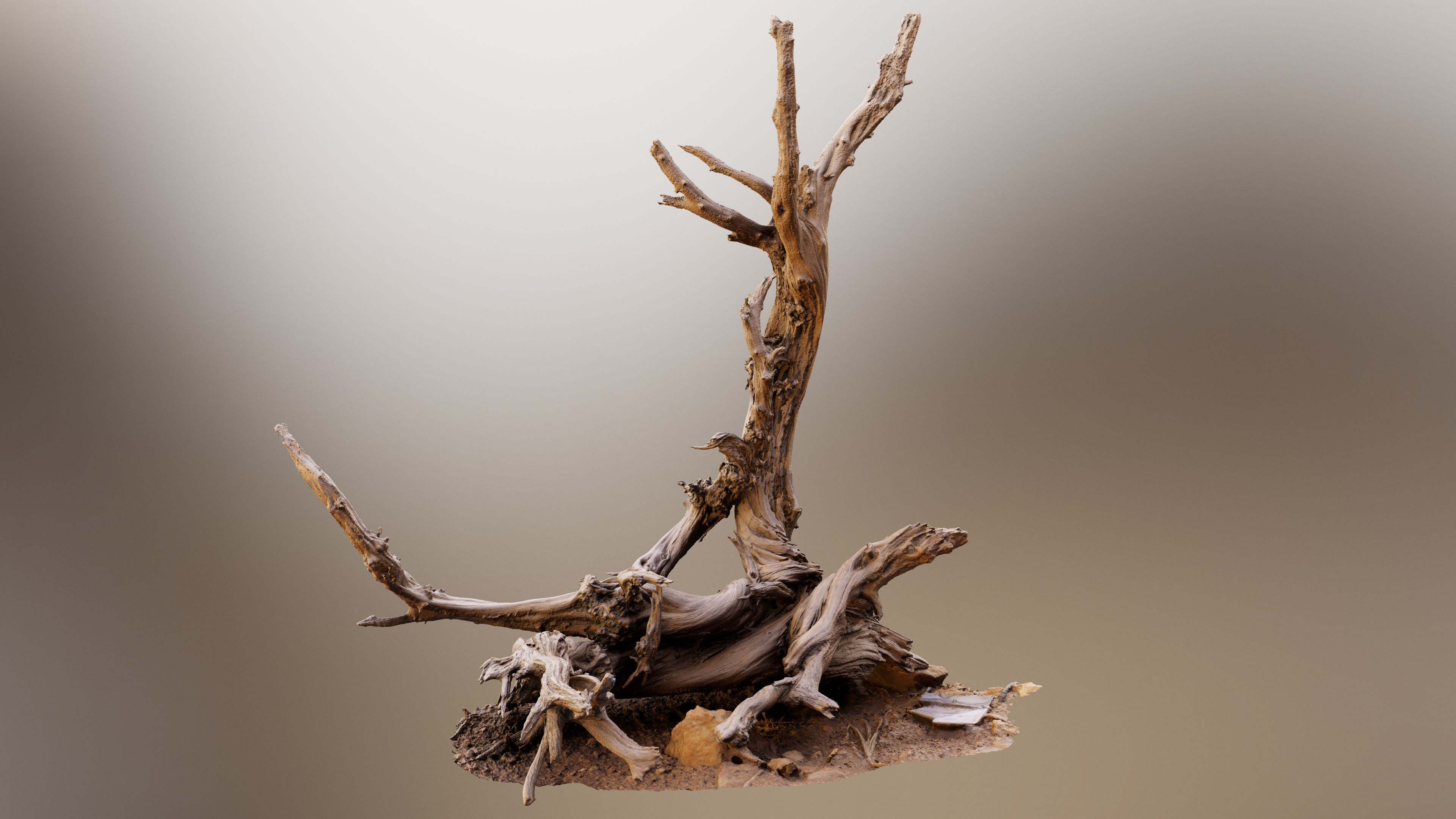 Dry Root 3D model_3