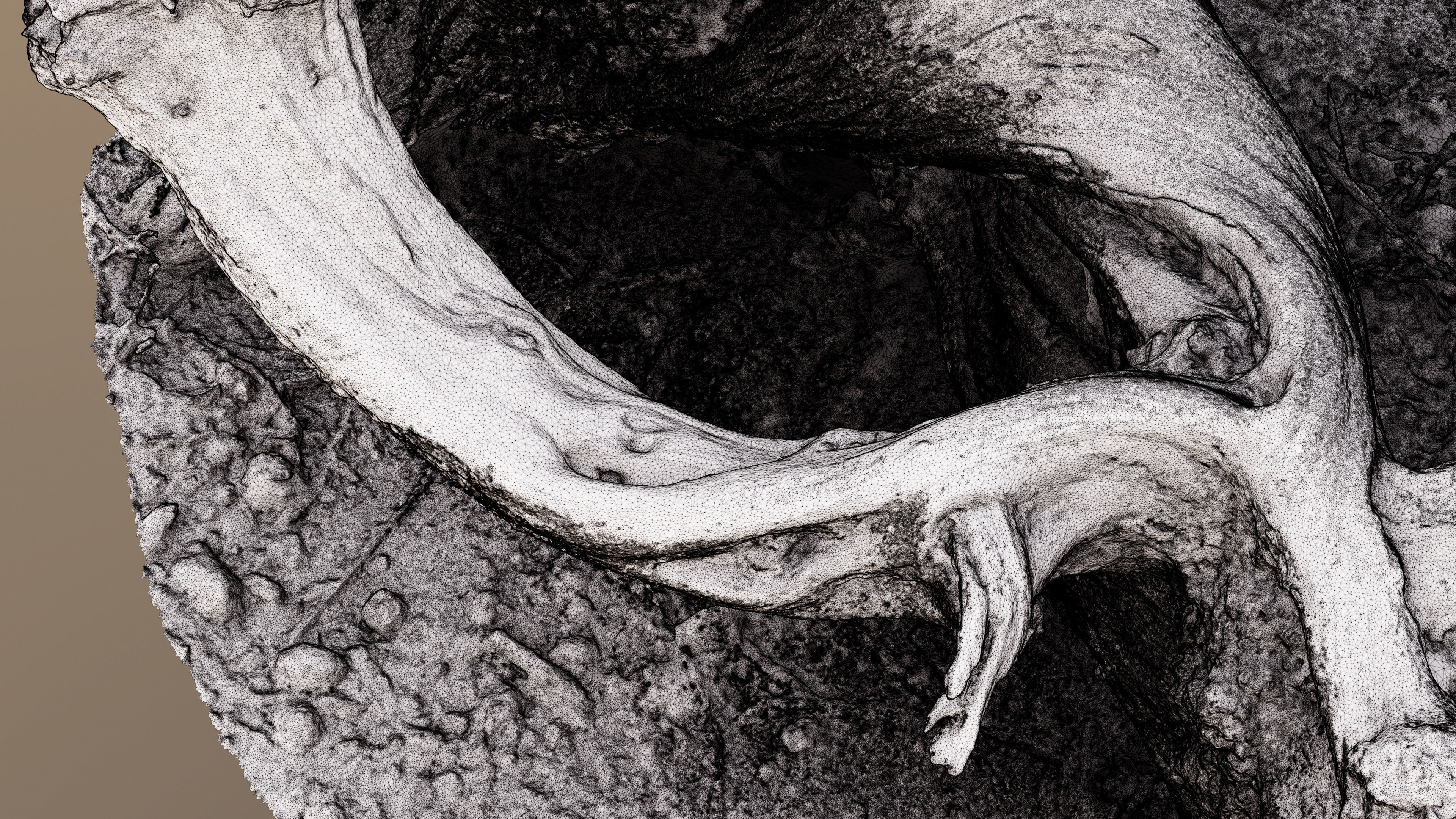 Dry Root 3D model_11