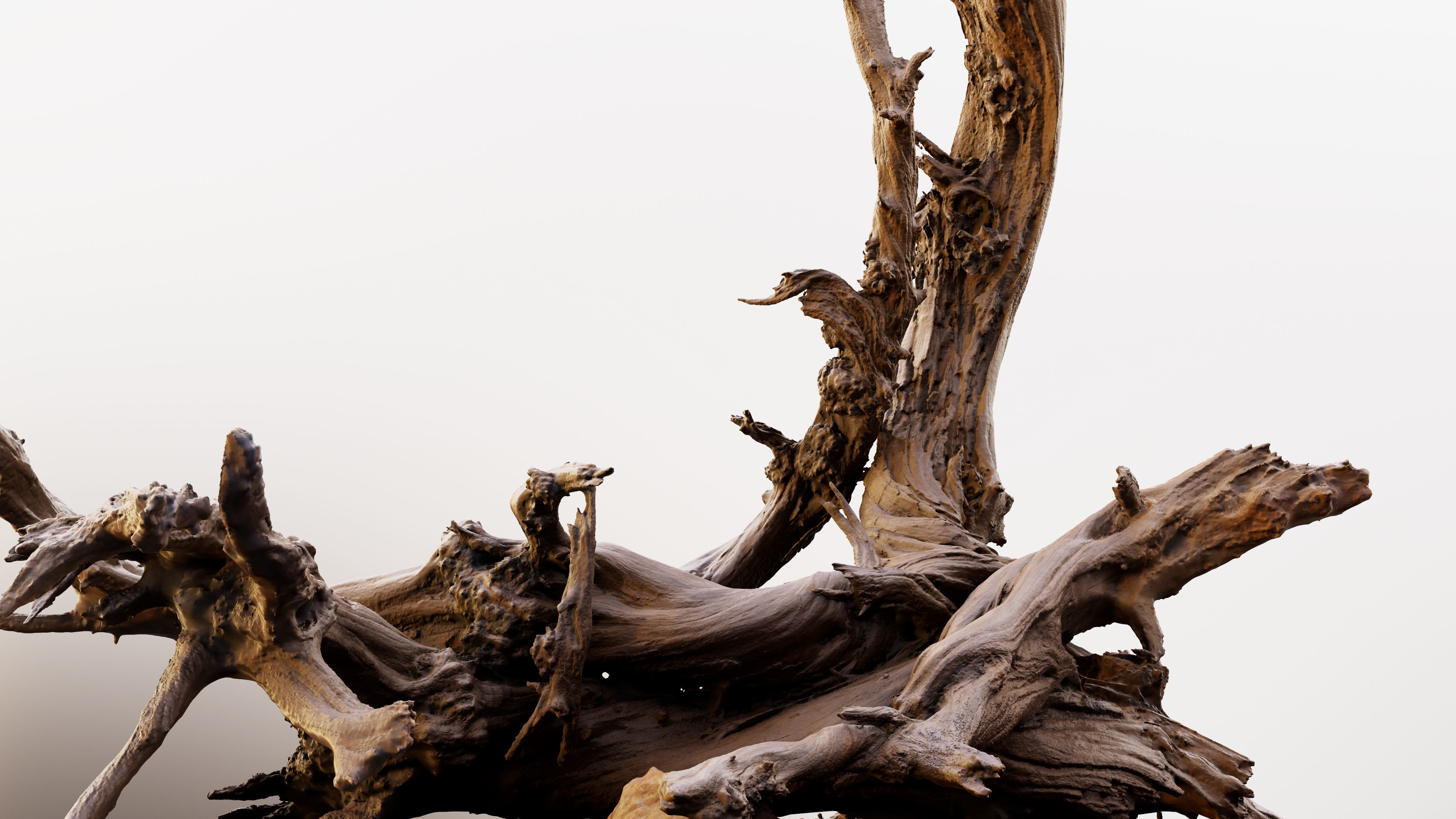 Dry Root 3D model_8