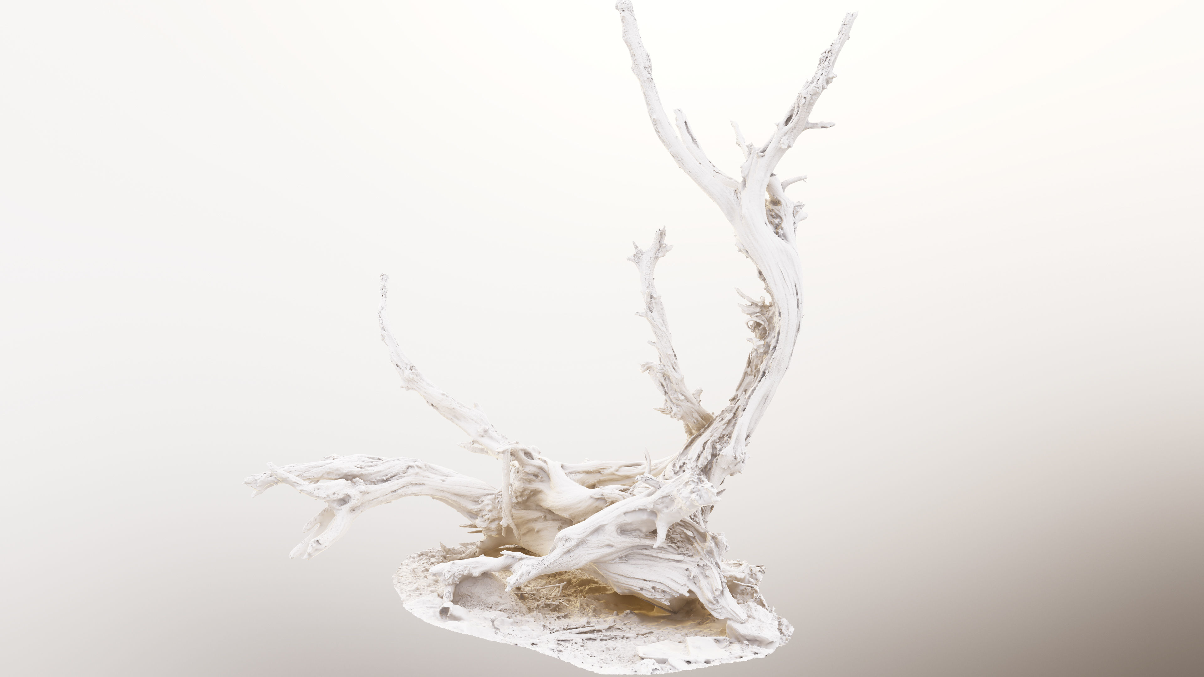 Dry Root 3D model_9