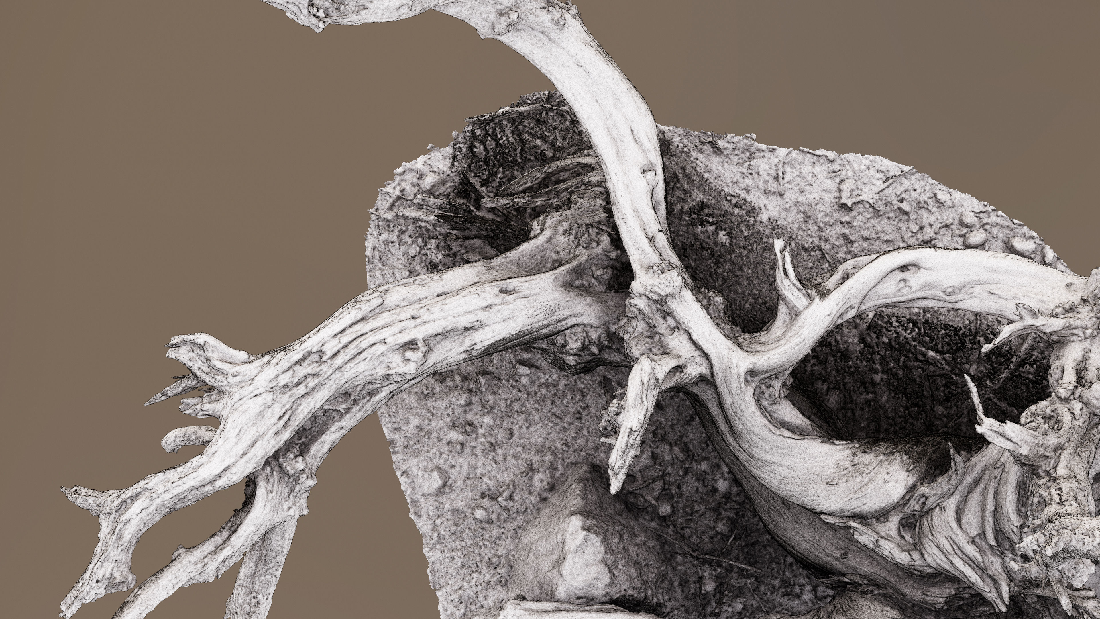 Dry Root 3D model_12