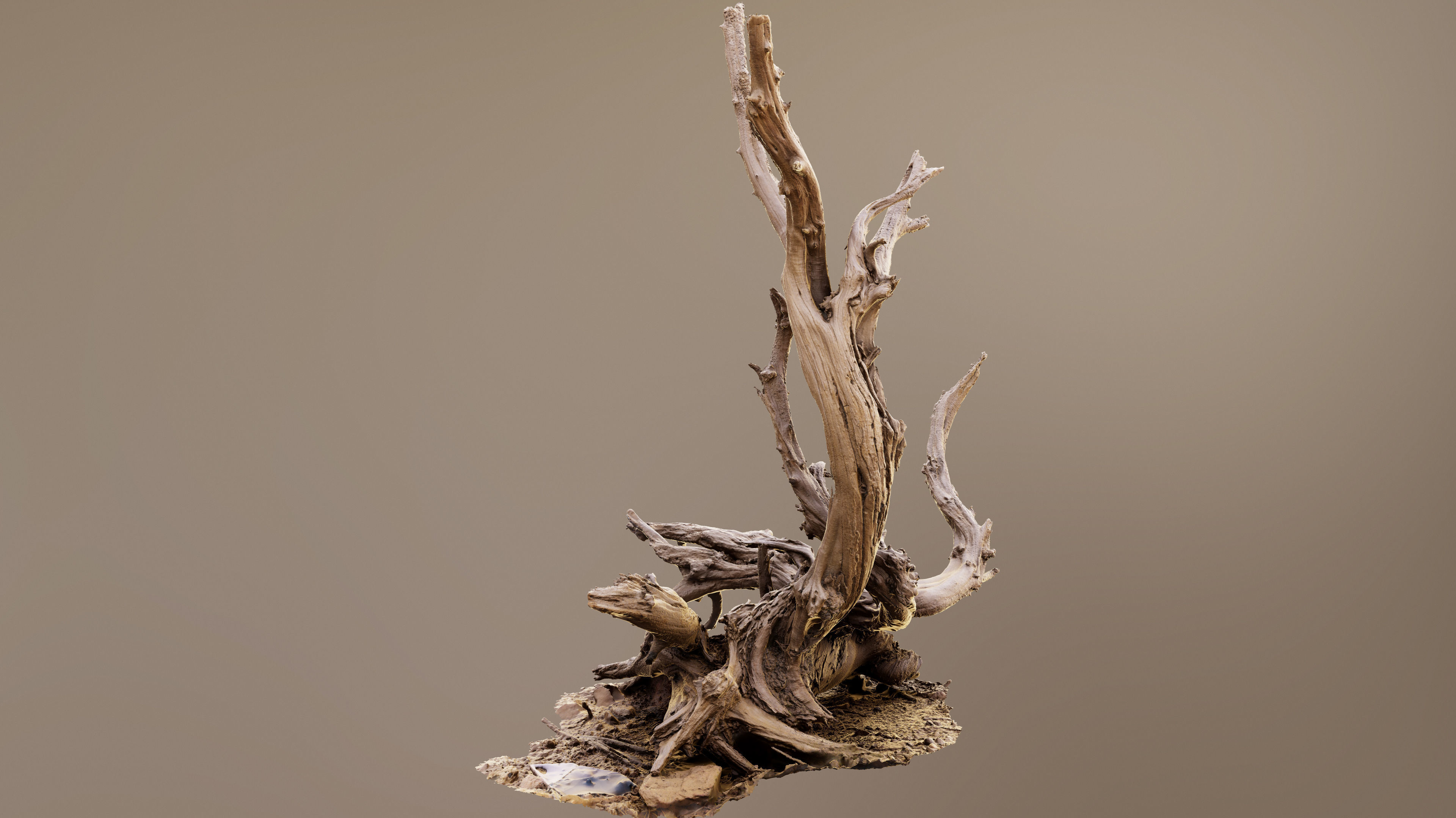 Dry Root 3D model_6