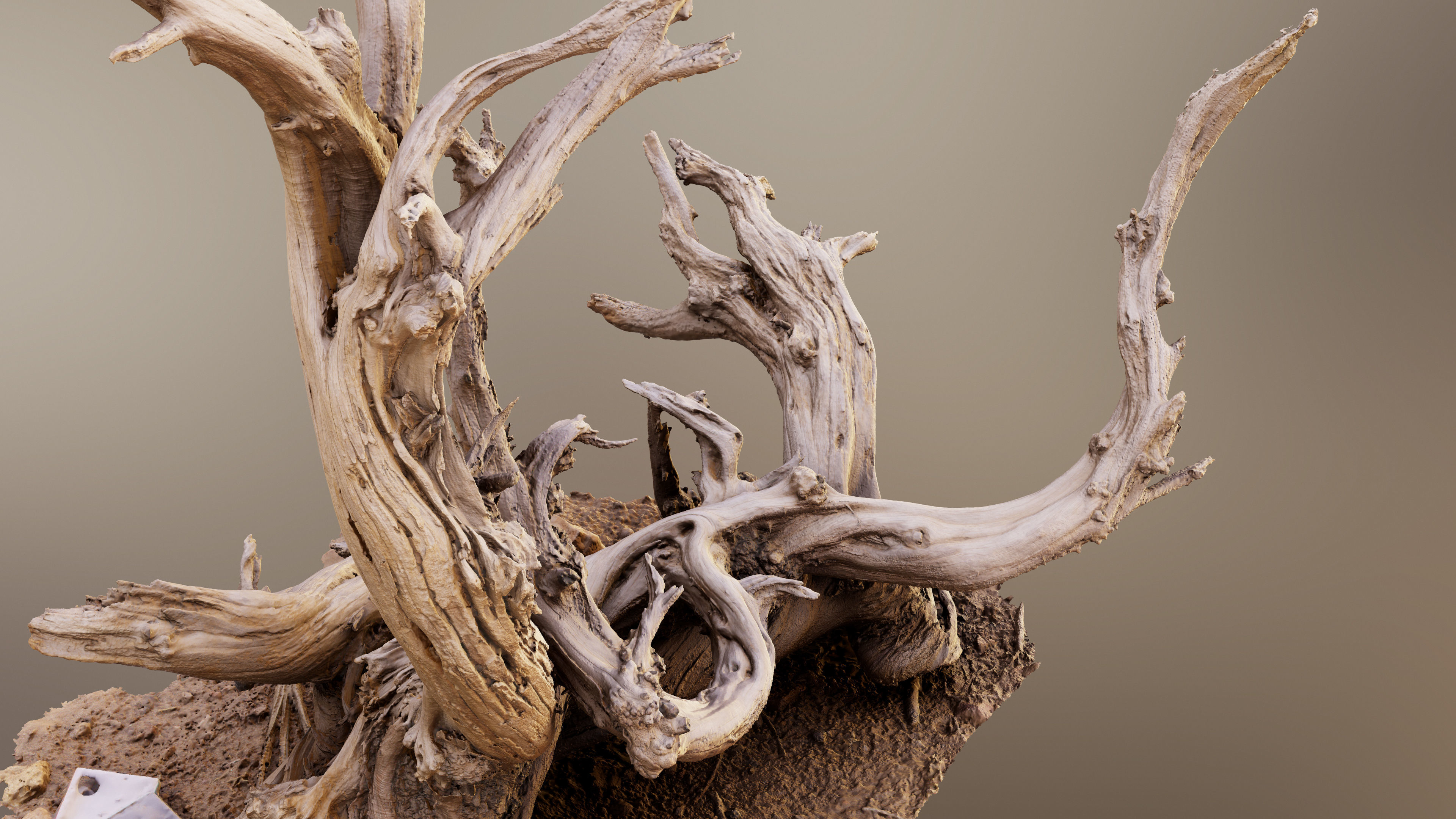 Dry Root 3D model_7