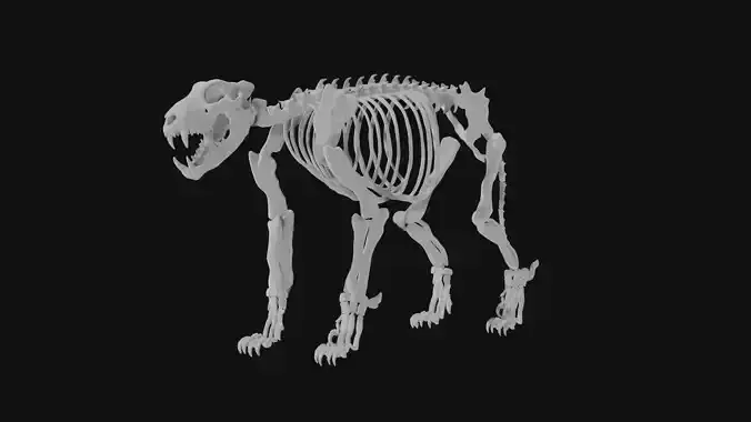 Lion skeleton