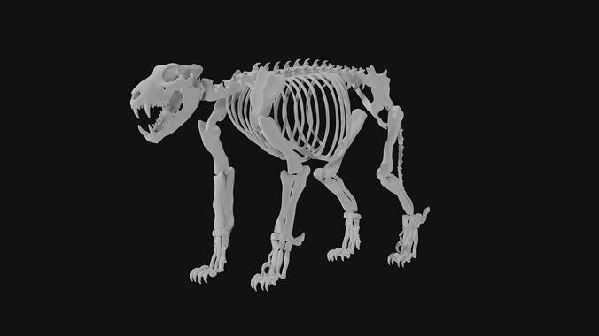 Lion skeleton 3D model
