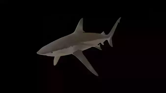 Shark