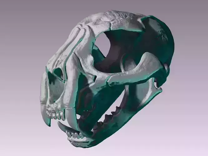 Realistic Cheetah Skull