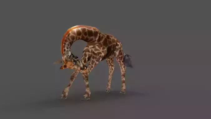 Fur Giraffe Rigged and Animated in Blender