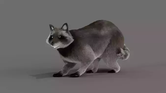 Fur Raccoon Grey Rigged in Blender  Low-poly 3D model