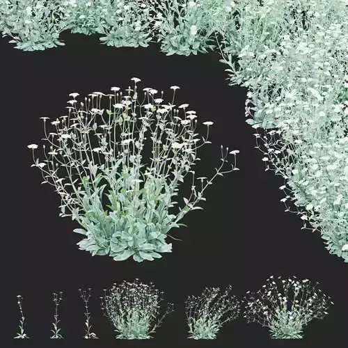 Lychnis coronaria alba