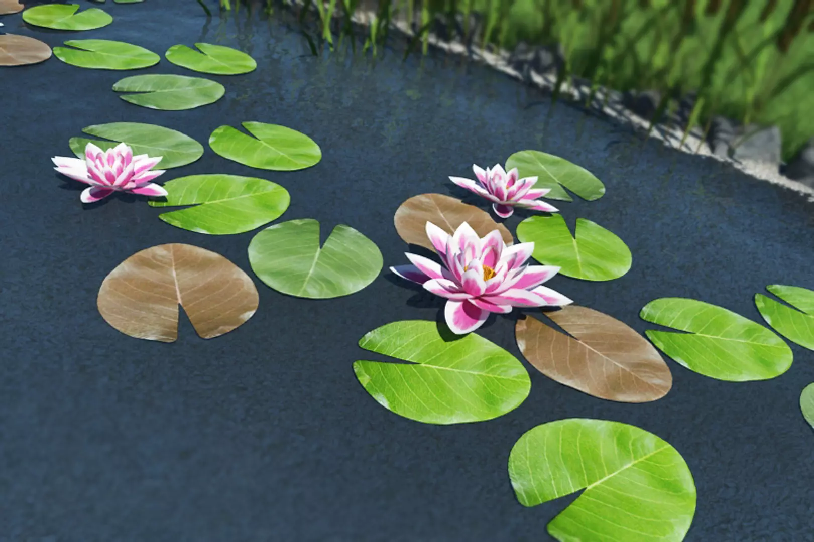 Water Lily Pond 3D model