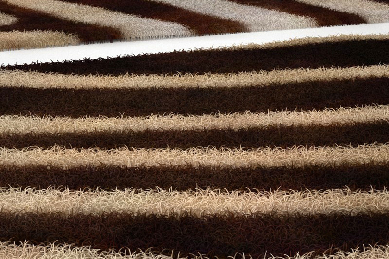 Zebra Rug 2 3D model_3