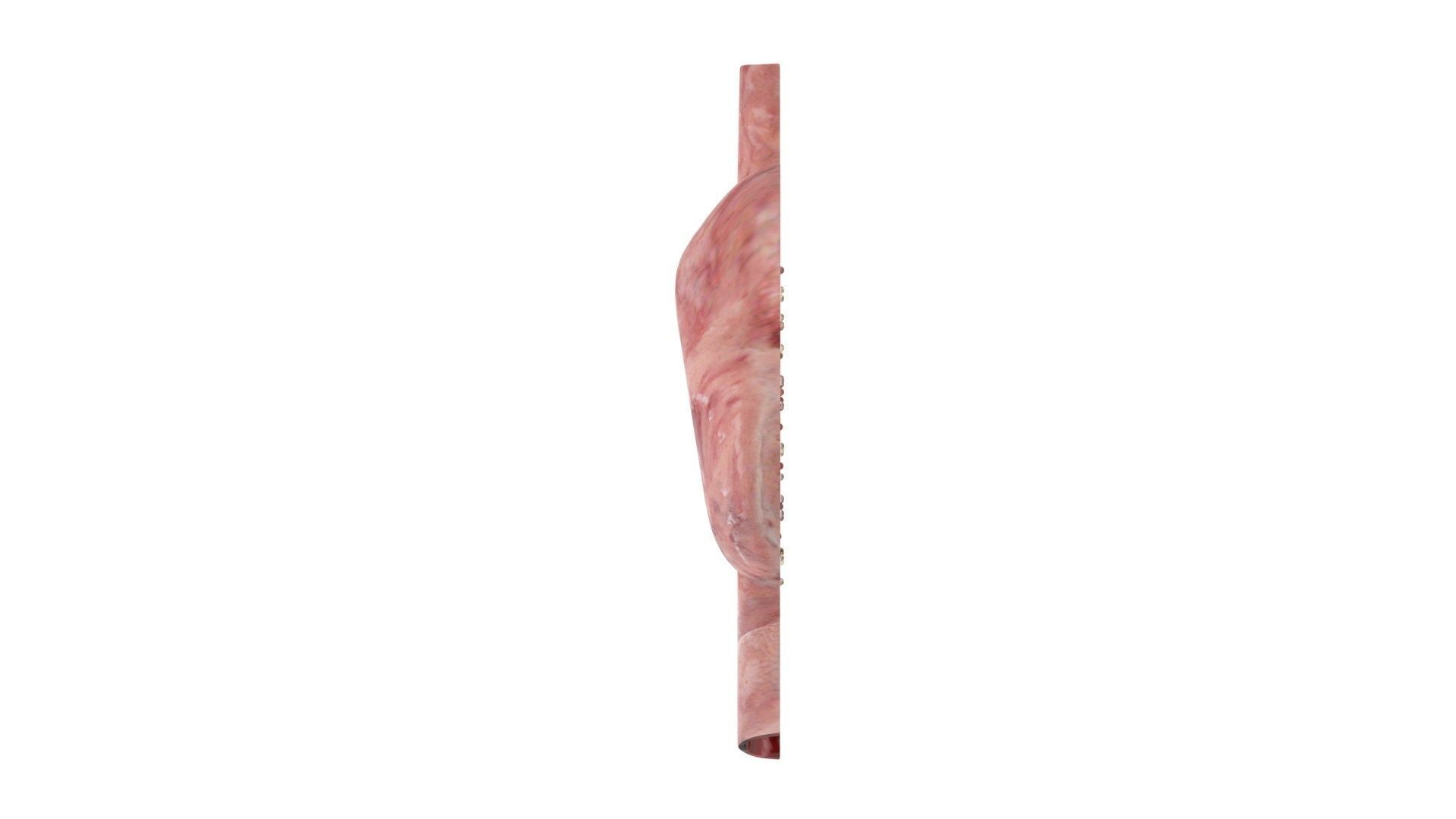 Gastric Acid In Stomach 3D model_17