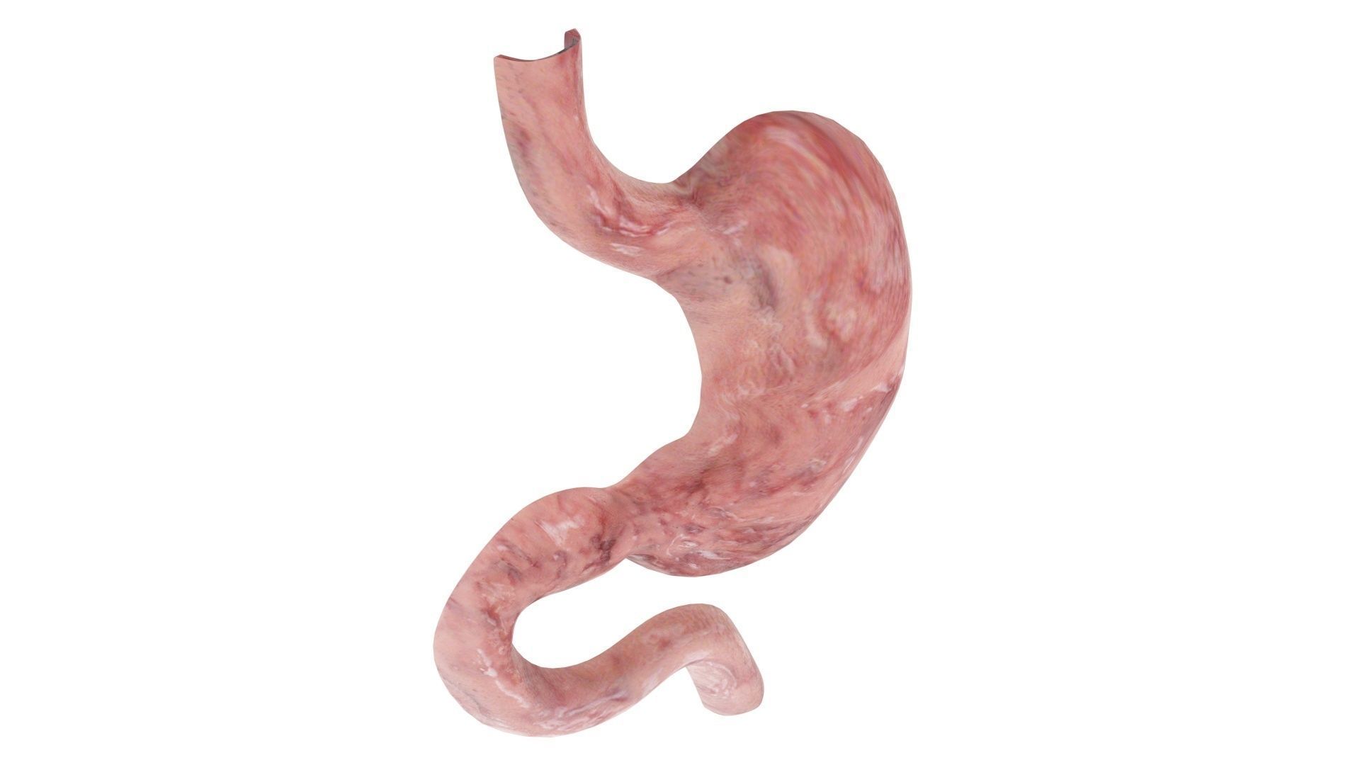 Gastric Acid In Stomach 3D model_9