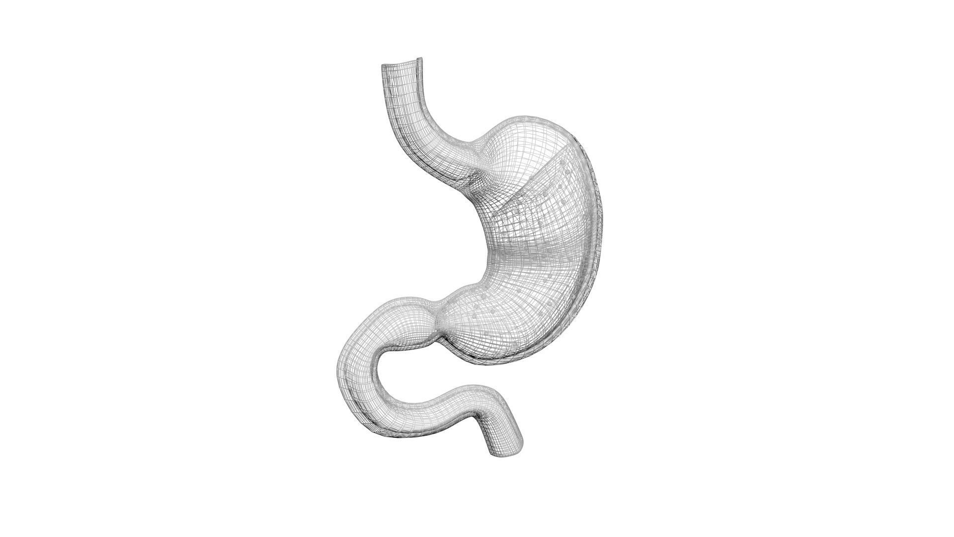 Gastric Acid In Stomach 3D model_21