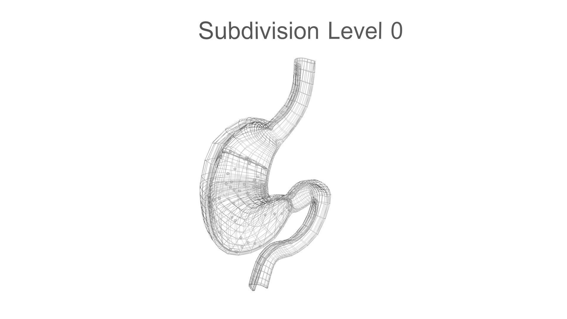 Gastric Acid In Stomach 3D model_25