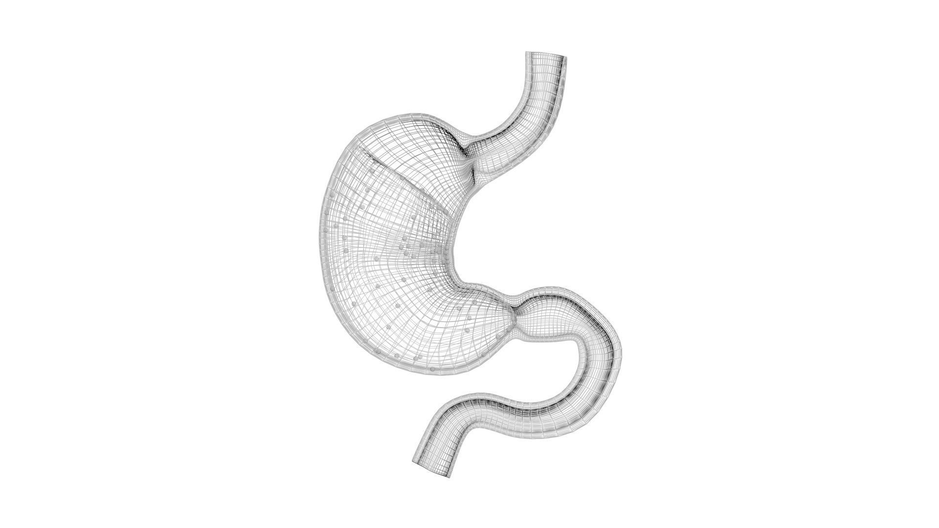 Gastric Acid In Stomach 3D model_23
