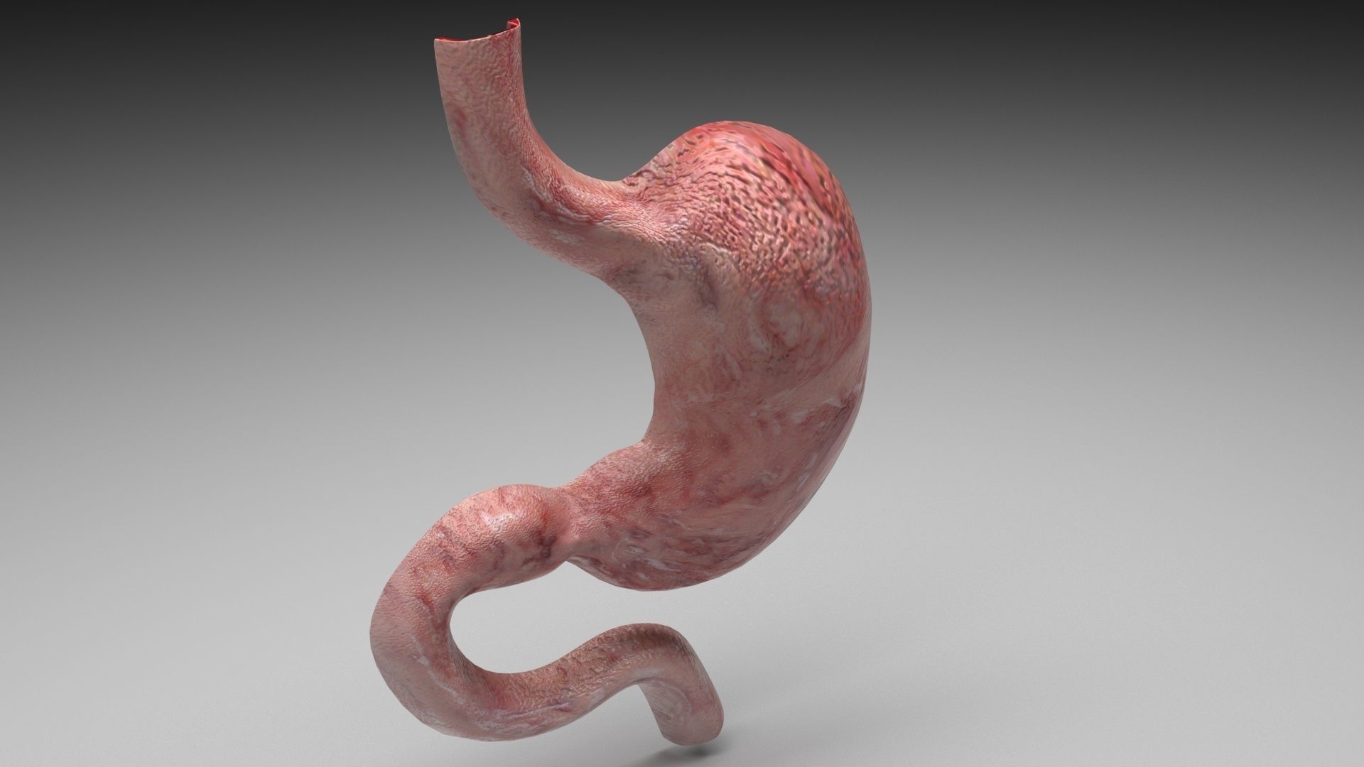 Gastric Acid In Stomach 3D model_2