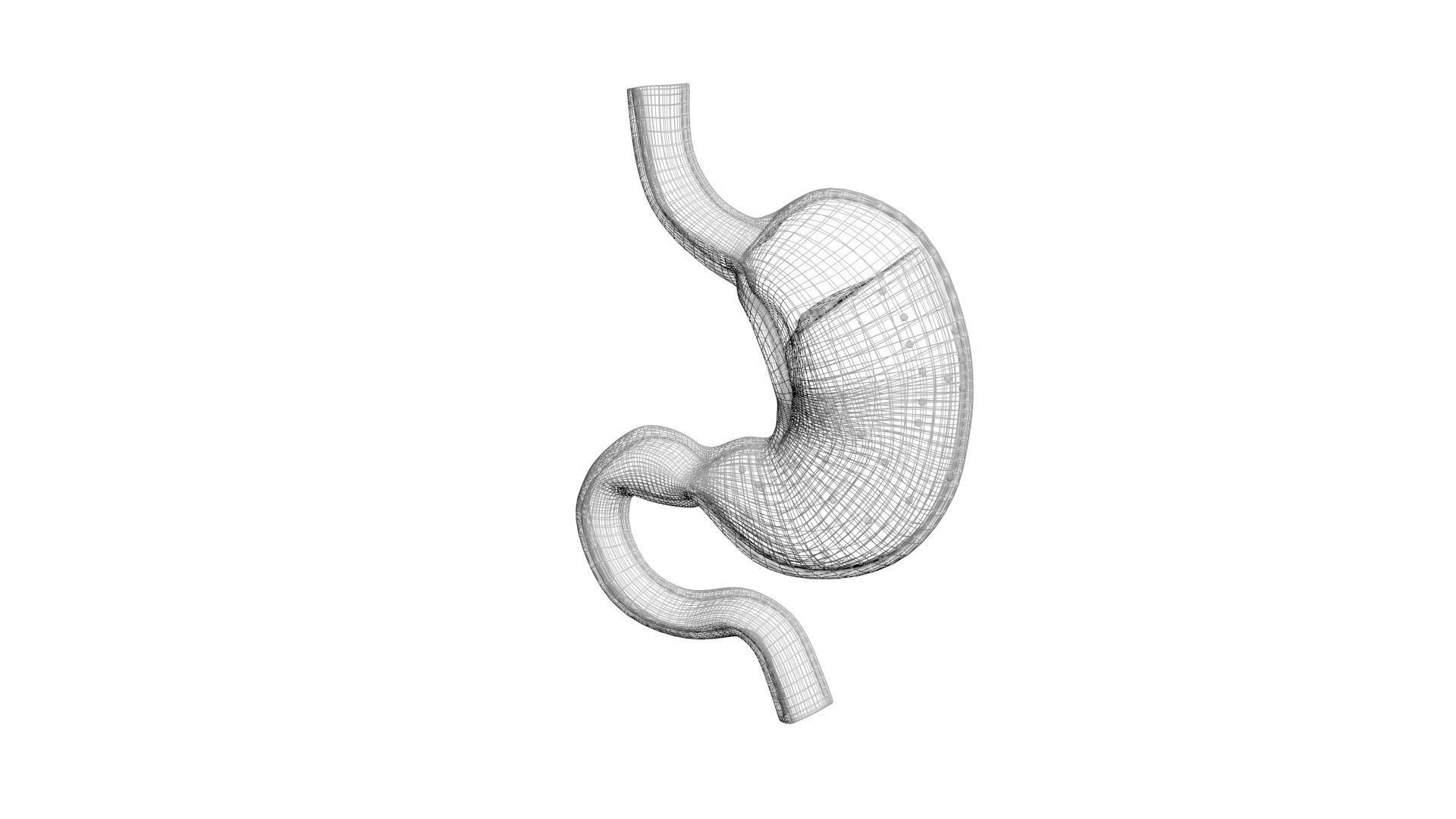Gastric Acid In Stomach 3D model_22