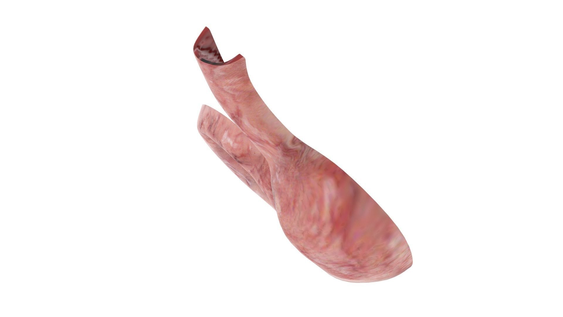 Gastric Acid In Stomach 3D model_10