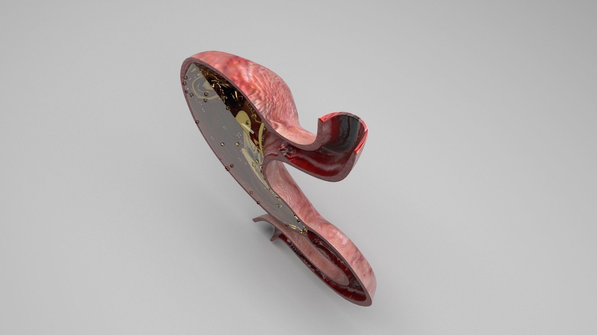 Gastric Acid In Stomach 3D model_1